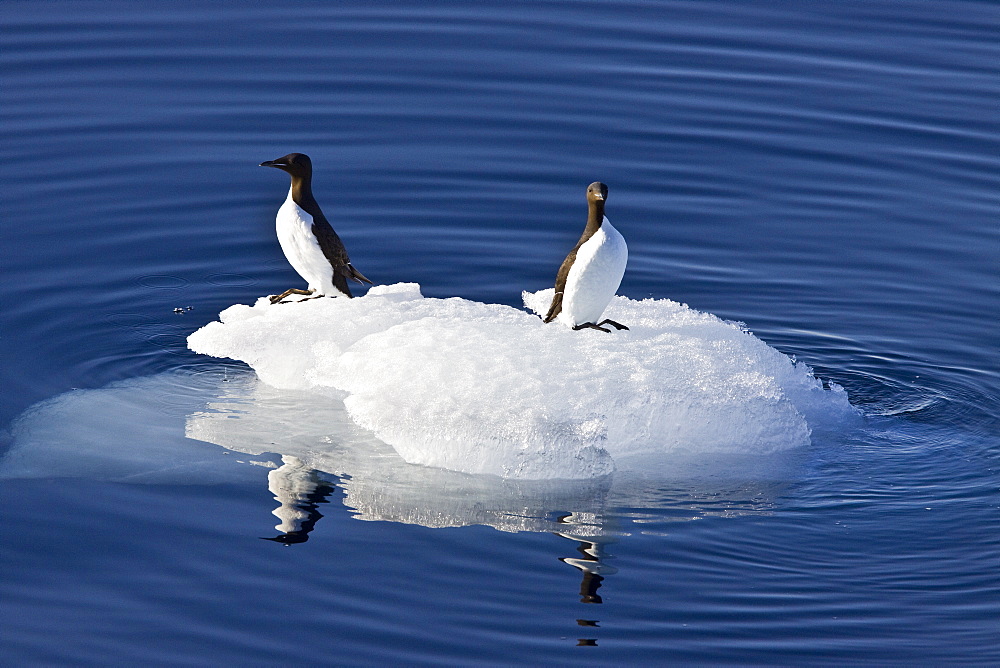 Bruenich's guillemot (Uria lomvia) pair resting on ice in the Svalbard Archipelago, Barents Sea, Norway