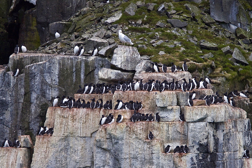 Bruennichs guillemot (Uria lomvia) breeding and nesting site at Cape Fanshaw in the Svalbard Archipelago, Barents Sea, Norway