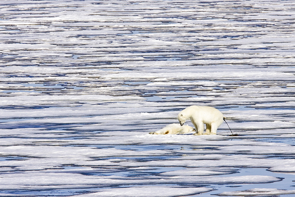 A pair of polar bears (Ursus maritimus) on multi-year ice floes in the Barents Sea off the eastern coast of Edge Island, Svalbard Archipelago, Norway