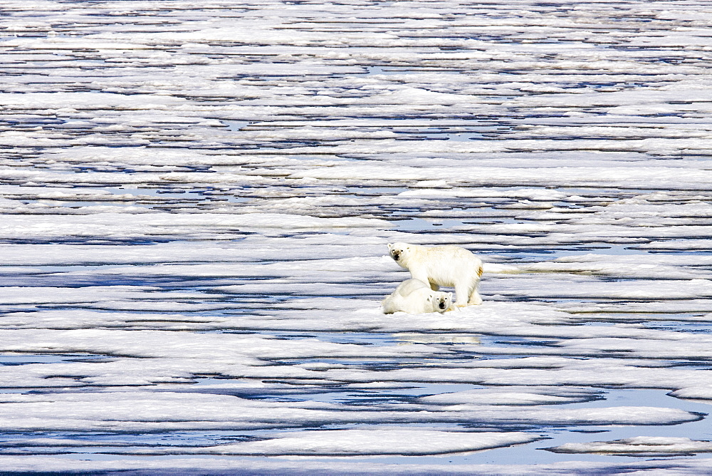 A pair of polar bears (Ursus maritimus) on multi-year ice floes in the Barents Sea off the eastern coast of Edge Island, Svalbard Archipelago, Norway