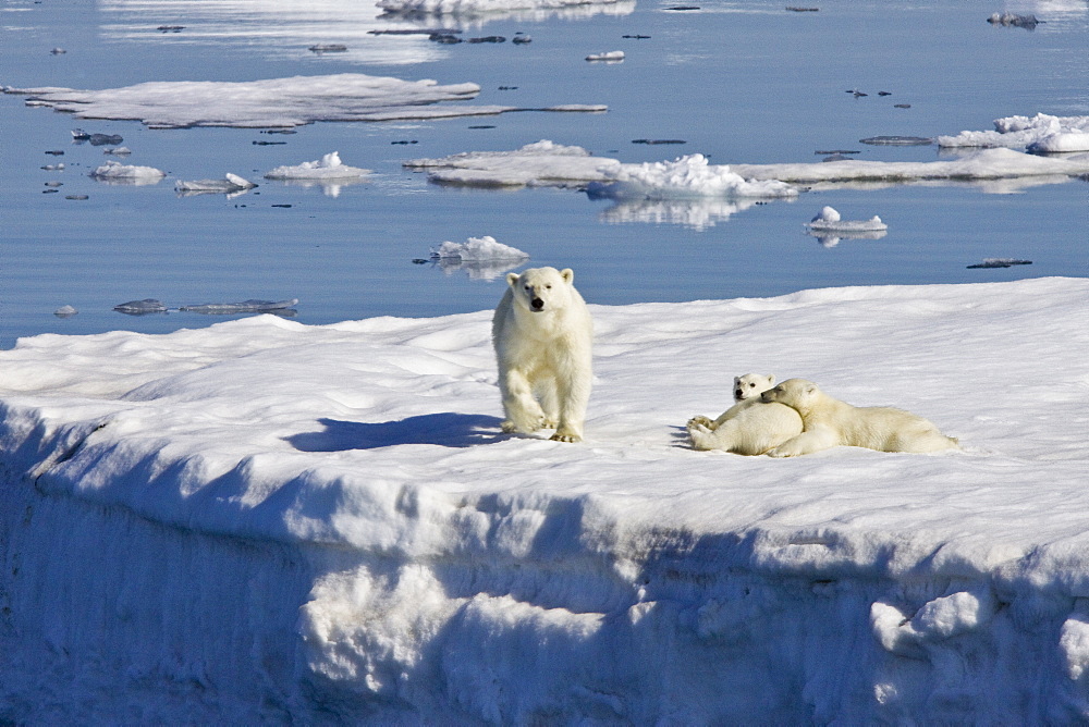 Mother polar bear (Ursus maritimus) with two coy (cubs-of-year) on multi-year ice floes in the Barents Sea off the eastern side of Heleysundet in the Svalbard Archipelago, Norway