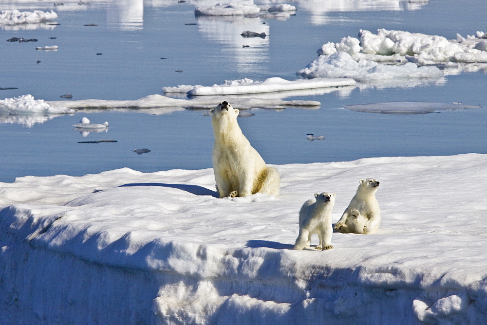 Mother polar bear (Ursus maritimus) with two coy (cubs-of-year) on multi-year ice floes in the Barents Sea off the eastern side of Heleysundet in the Svalbard Archipelago, Norway