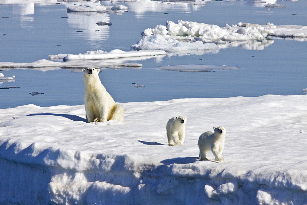 Mother polar bear (Ursus maritimus) with two coy (cubs-of-year) on multi-year ice floes in the Barents Sea off the eastern side of Heleysundet in the Svalbard Archipelago, Norway