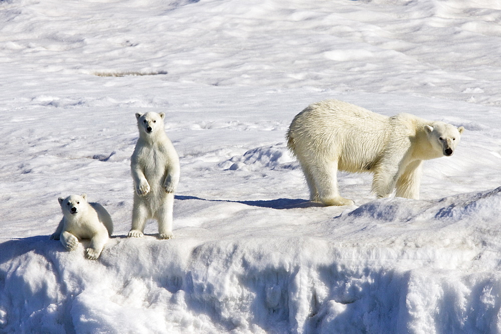 Mother polar bear (Ursus maritimus) with two coy (cubs-of-year) on multi-year ice floes in the Barents Sea off the eastern side of Heleysundet in the Svalbard Archipelago, Norway