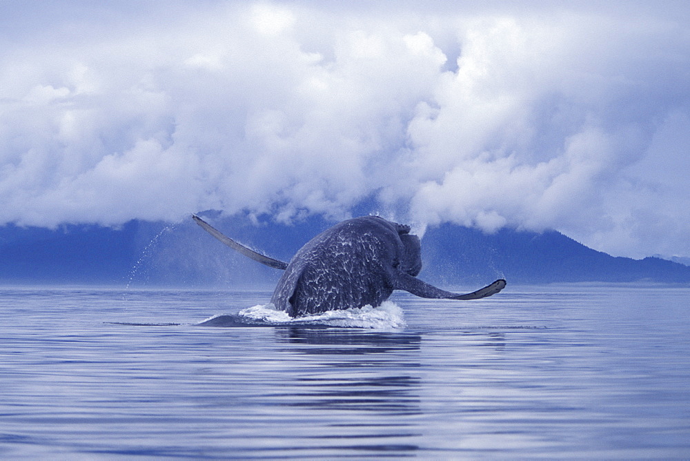 Adult Humpback Whale (Megaptera novaeangliae) breaching with pectoral fins spread wide in Icy Strait, Southeast, Alaska, USA.