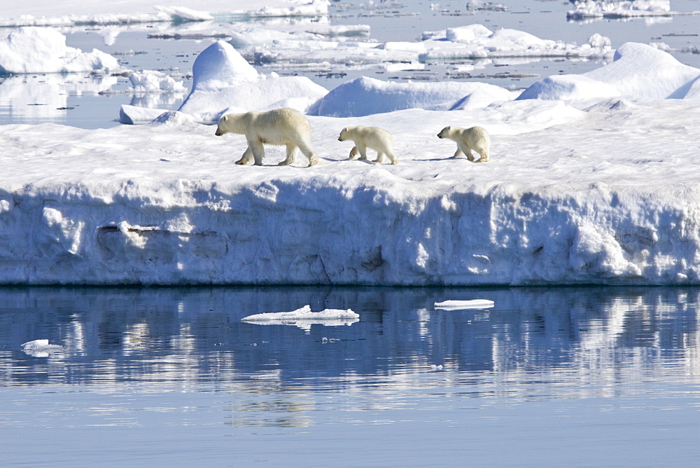 Mother polar bear (Ursus maritimus) with two coy (cubs-of-year) on multi-year ice floes in the Barents Sea off the eastern side of Heleysundet in the Svalbard Archipelago, Norway