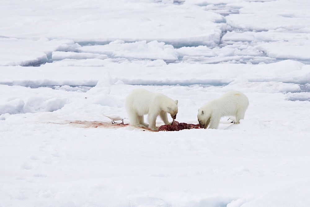 A mother polar bear (Ursus maritimus) waits nearby while her two cubs feast on a seal carcass on fast ice in the Barents Sea, Svalbard Archipelago, Norway