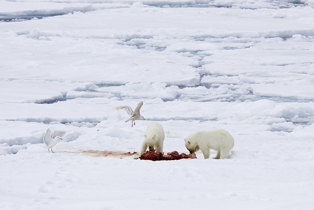 A mother polar bear (Ursus maritimus) waits nearby while her two cubs feast on a seal carcass on fast ice in the Barents Sea, Svalbard Archipelago, Norway