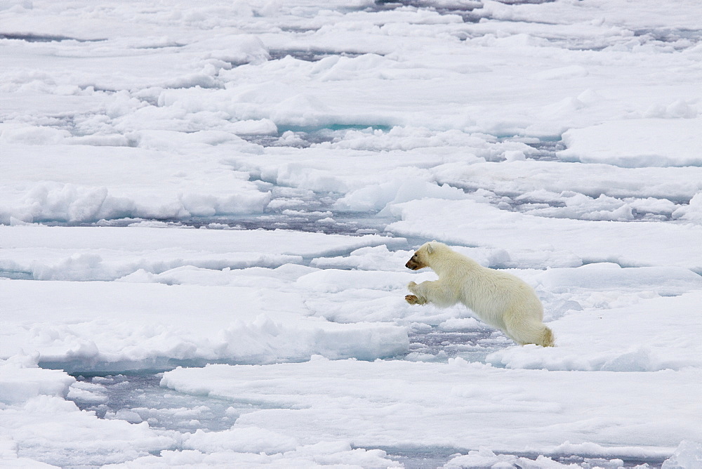 A mother polar bear (Ursus maritimus) waits nearby while her two cubs feast on a seal carcass on fast ice in the Barents Sea, Svalbard Archipelago, Norway