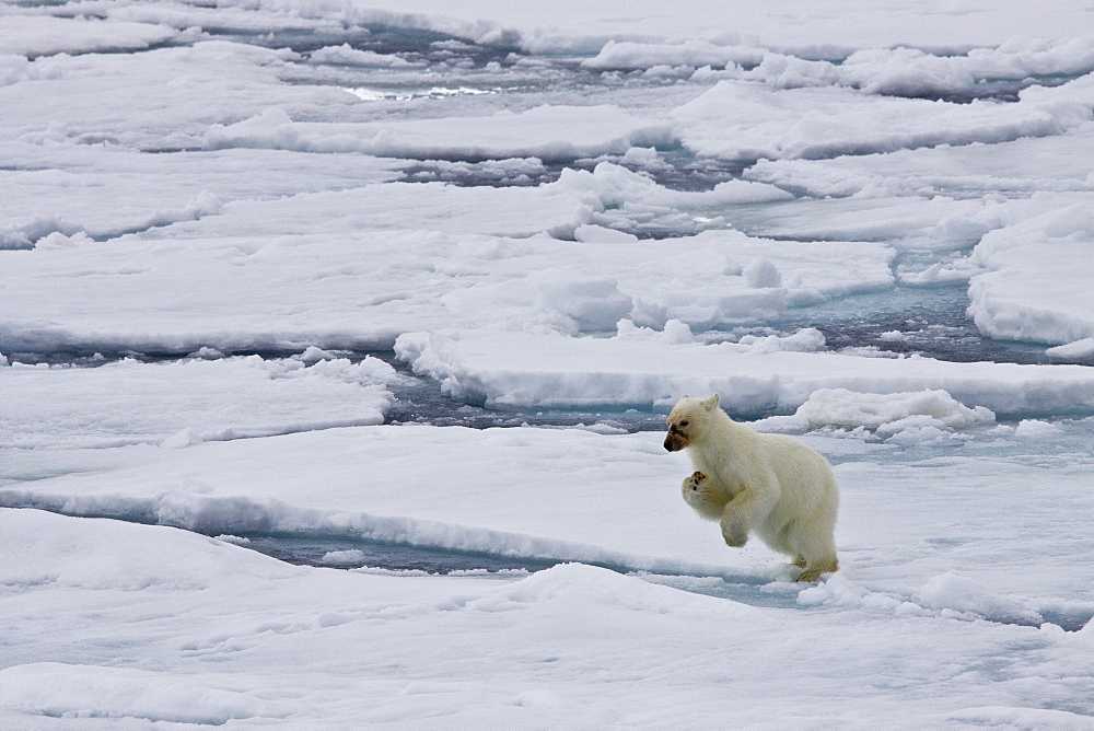 A mother polar bear (Ursus maritimus) waits nearby while her two cubs feast on a seal carcass on fast ice in the Barents Sea, Svalbard Archipelago, Norway