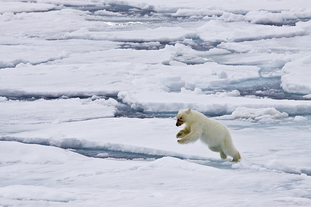 A mother polar bear (Ursus maritimus) waits nearby while her two cubs feast on a seal carcass on fast ice in the Barents Sea, Svalbard Archipelago, Norway