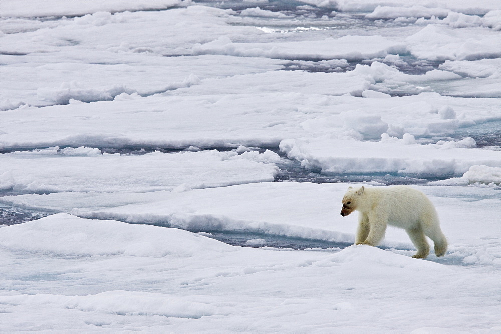 A mother polar bear (Ursus maritimus) waits nearby while her two cubs feast on a seal carcass on fast ice in the Barents Sea, Svalbard Archipelago, Norway