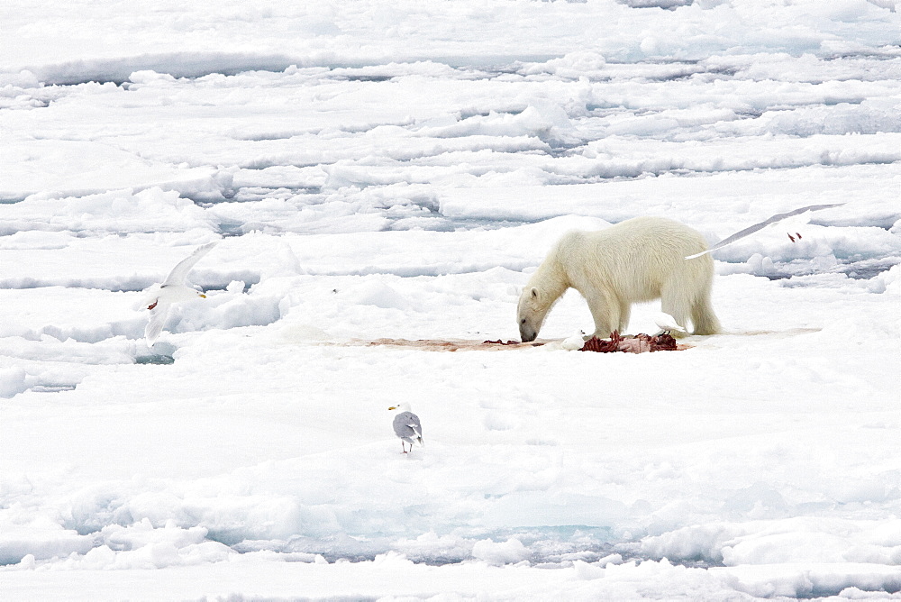 A young polar bear (Ursus maritimus) feeds on a seal carcass on fast ice in the Barents Sea off the eastern coast of K√ºkenthal√∏ya Island in the Svalbard Archipelago, Norway