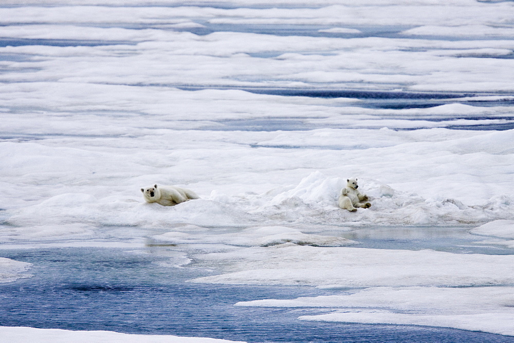 A mother polar bear (Ursus maritimus) with a single cub on ice floes in the Barents Sea, Svalbard Archipelago, Norway