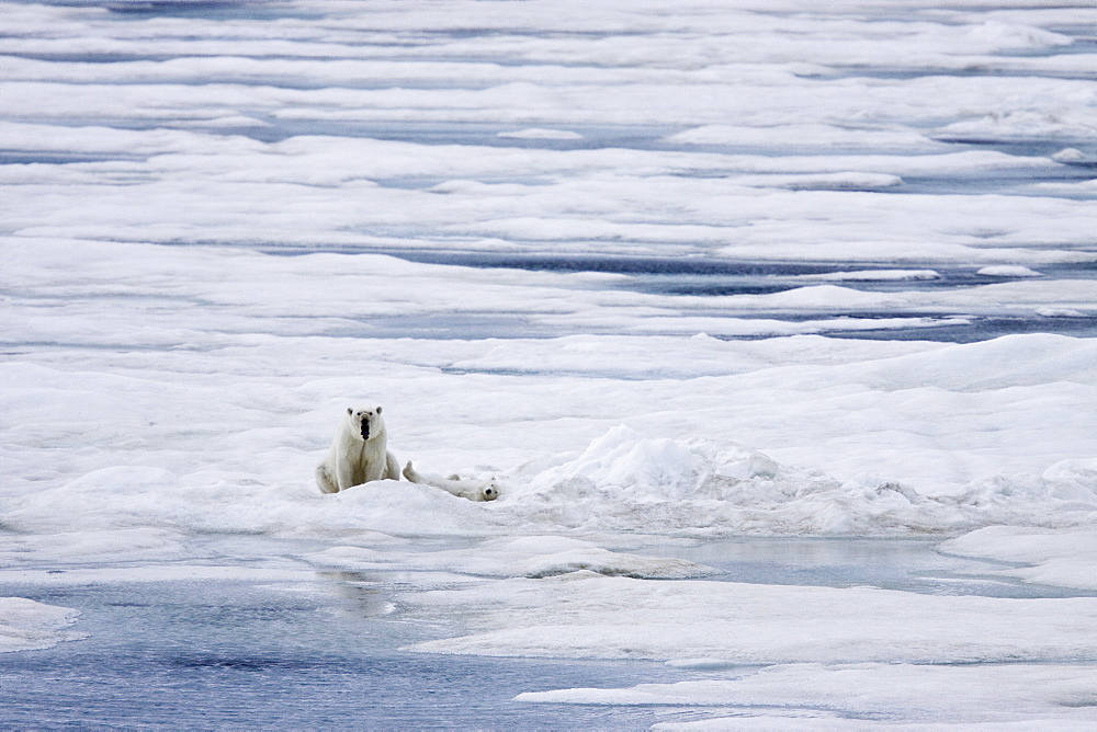 A mother polar bear (Ursus maritimus) with a single cub on ice floes in the Barents Sea, Svalbard Archipelago, Norway