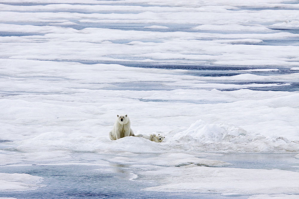 A mother polar bear (Ursus maritimus) with a single cub on ice floes in the Barents Sea, Svalbard Archipelago, Norway