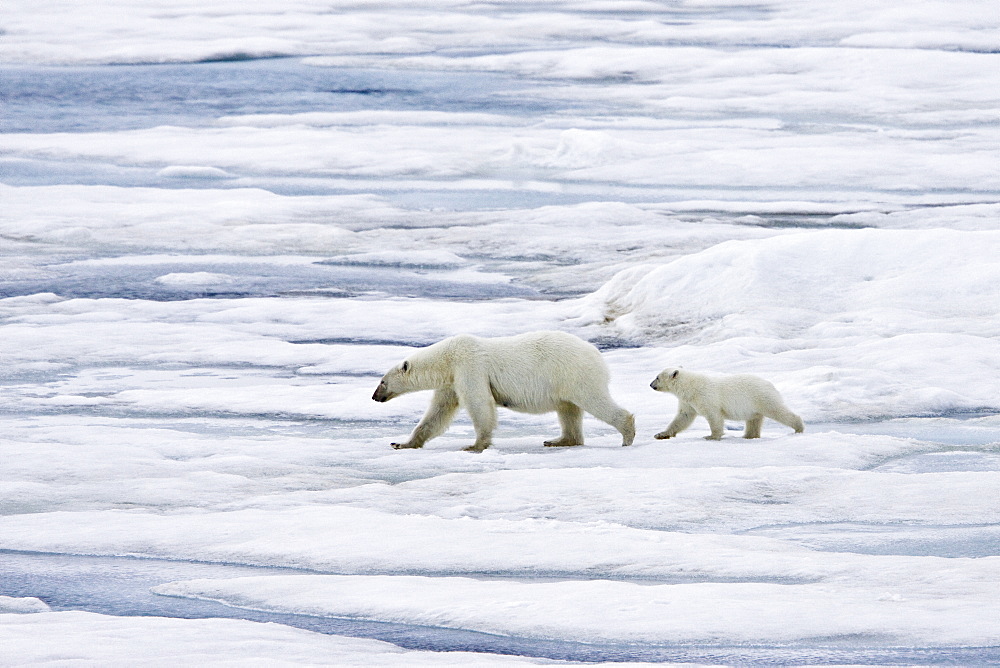 A mother polar bear (Ursus maritimus) with a single cub on ice floes in the Barents Sea, Svalbard Archipelago, Norway