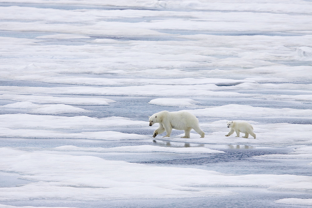 A mother polar bear (Ursus maritimus) with a single cub on ice floes in the Barents Sea, Svalbard Archipelago, Norway