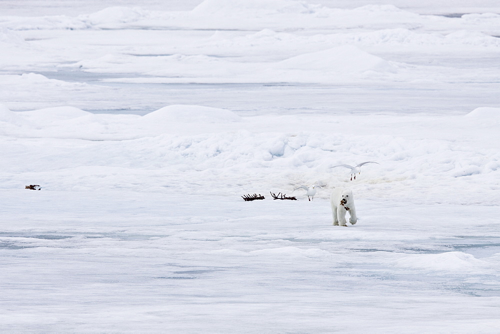 A young polar bear (Ursus maritimus), scavenging a polar bear carcass on multi-year ice floes in the Barents Sea, Edge Island, Svalbard Archipelago, Norway