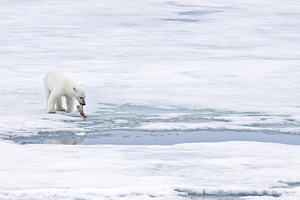 A young polar bear (Ursus maritimus), scavenging a polar bear carcass on multi-year ice floes in the Barents Sea, Edge Island, Svalbard Archipelago, Norway