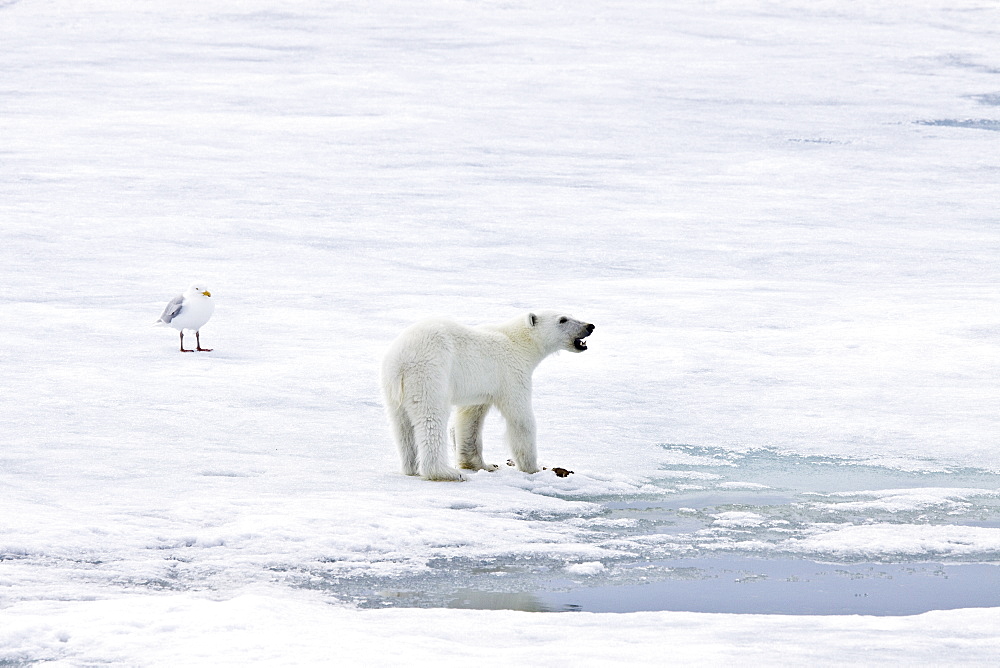 A young polar bear (Ursus maritimus), scavenging a polar bear carcass on multi-year ice floes in the Barents Sea, Edge Island, Svalbard Archipelago, Norway