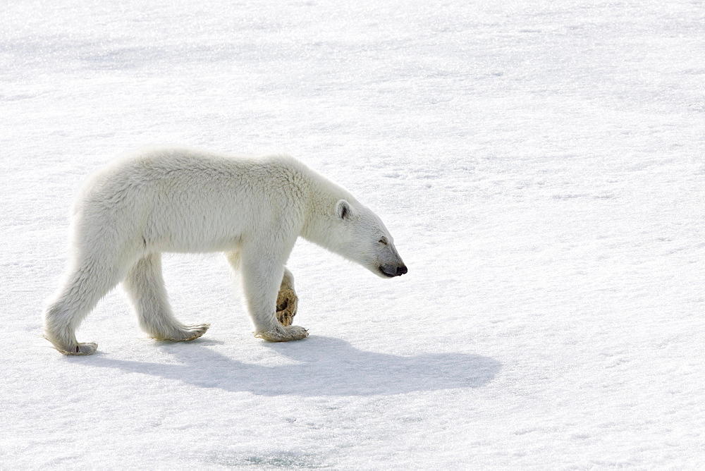 A young polar bear (Ursus maritimus), scavenging a polar bear carcass on multi-year ice floes in the Barents Sea, Edge Island, Svalbard Archipelago, Norway