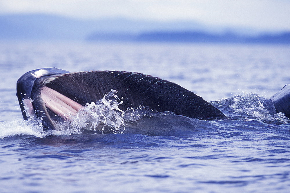 Adult Humpback Whale (Megaptera novaeangliae) surface lunge-feeding in Frederick Sound, Southeast Alaska, USA. Pacific Ocean.