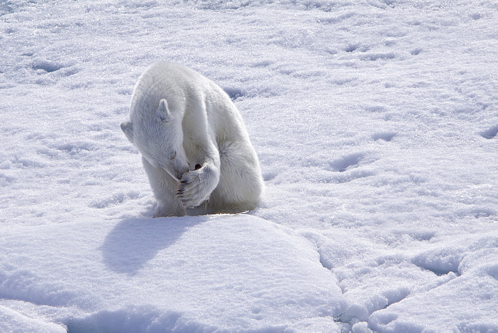 A curious young polar bear (Ursus maritimus), approaches the National Geographic Explorer after scavenging a polar bear carcass on multi-year ice floes in the Barents Sea in the Svalbard Archipelago, Norway