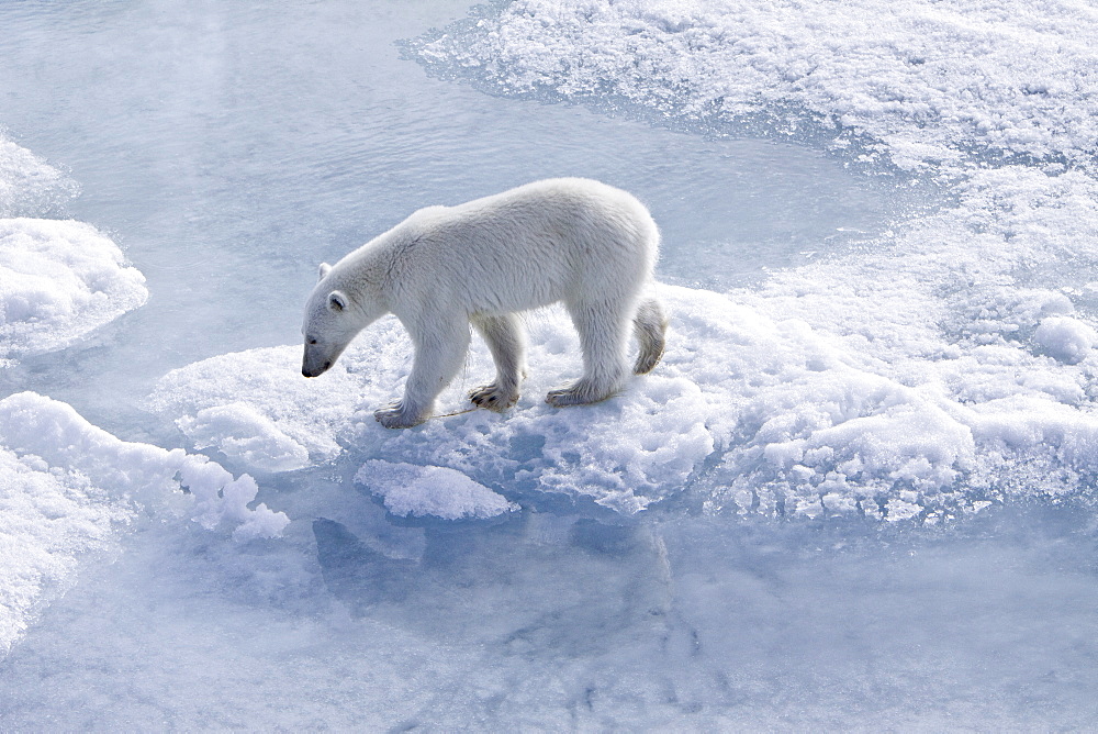 A curious young polar bear (Ursus maritimus), approaches the National Geographic Explorer after scavenging a polar bear carcass on multi-year ice floes in the Barents Sea in the Svalbard Archipelago, Norway