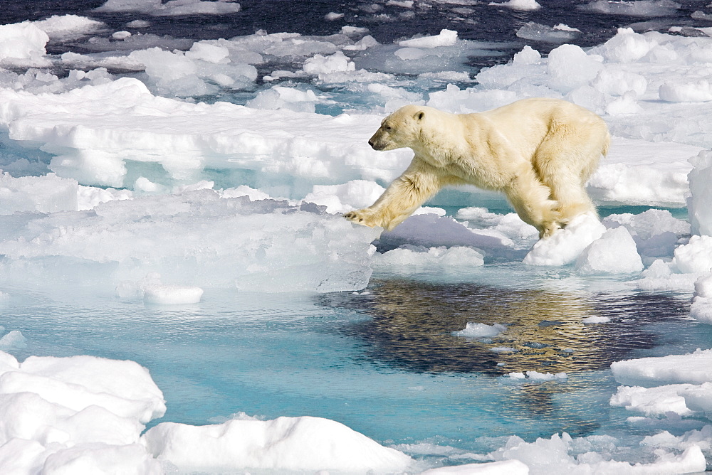 A curious adult polar bear (Ursus maritimus) approaches the National Geographic Explorer in the Barents Sea, Edge Island, Svalbard Archipelago, Norway