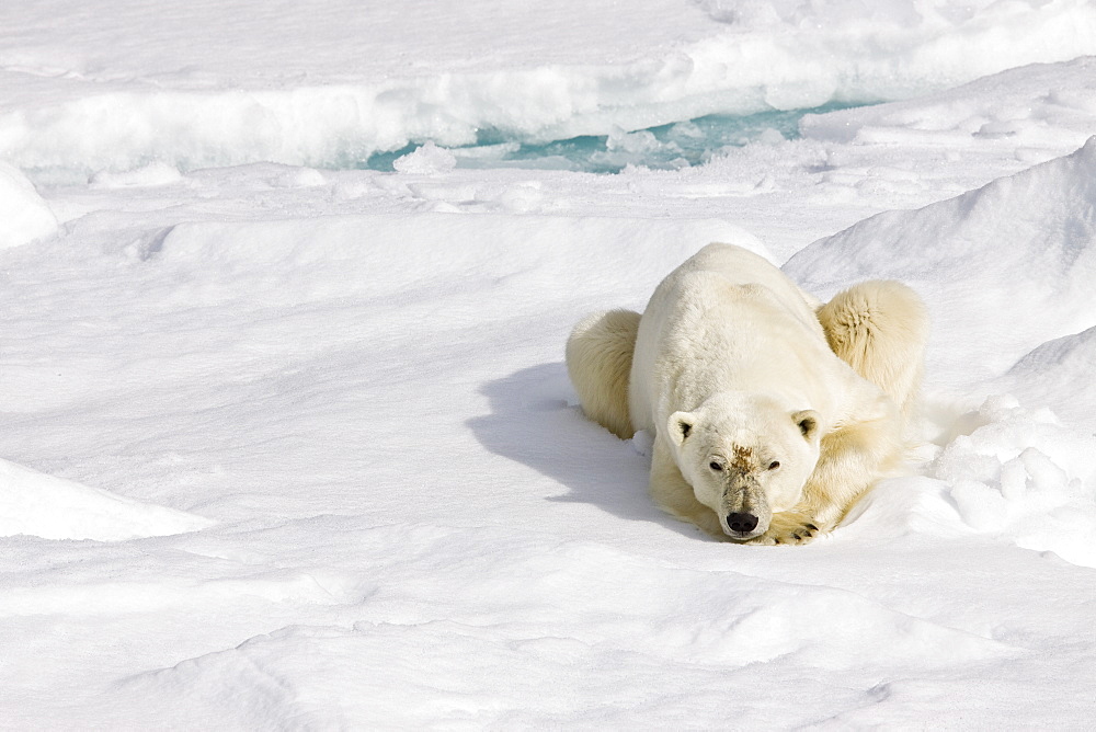 A curious adult polar bear (Ursus maritimus) approaches the National Geographic Explorer in the Barents Sea, Edge Island, Svalbard Archipelago, Norway