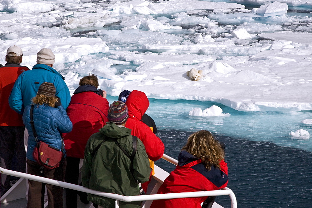 A curious adult polar bear (Ursus maritimus) approaches the National Geographic Explorer in the Barents Sea, Edge Island, Svalbard Archipelago, Norway