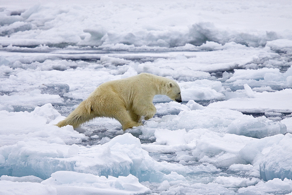 An adult polar bear (Ursus maritimus) on multi-year ice floes in the Barents Sea, Edge Island, Svalbard Archipelago, Norway