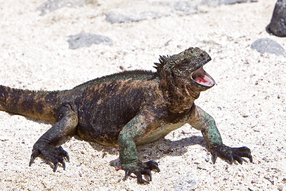 The endemic Galapagos marine iguana (Amblyrhynchus cristatus) in the Galapagos Island Archipelago, Ecuador