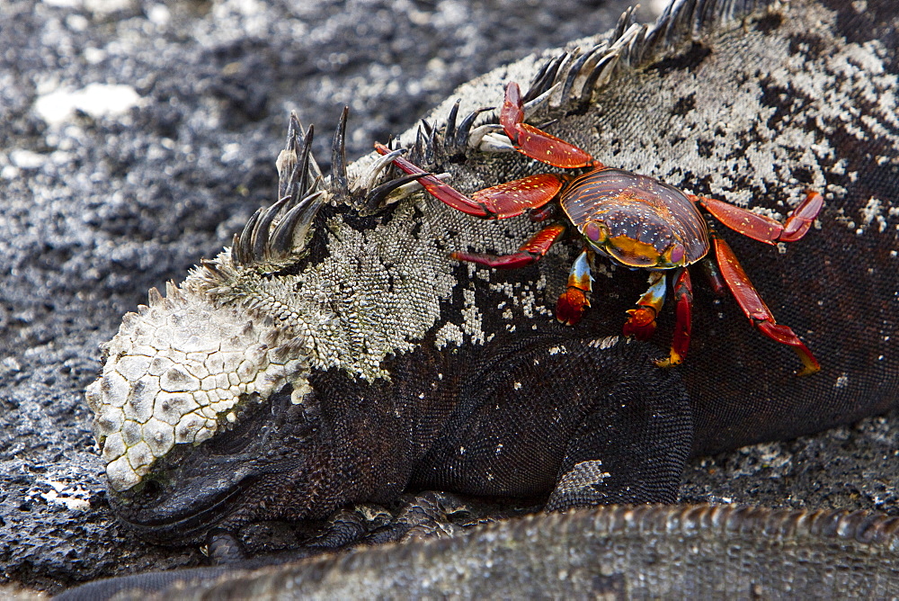 The endemic Galapagos marine iguana (Amblyrhynchus cristatus) with Sally lightfoot crab in the Galapagos Island Archipeligo, Ecuador