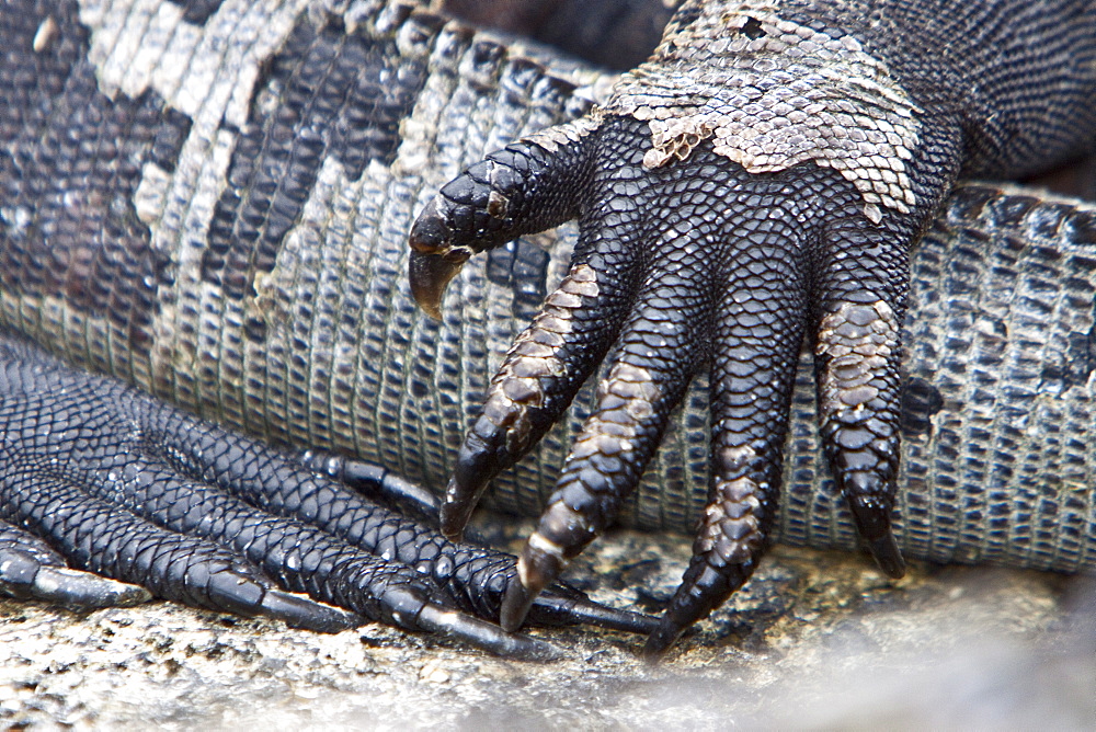 The endemic Galapagos marine iguana (Amblyrhynchus cristatus) claw detail in the Galapagos Island Archipeligo, Ecuador