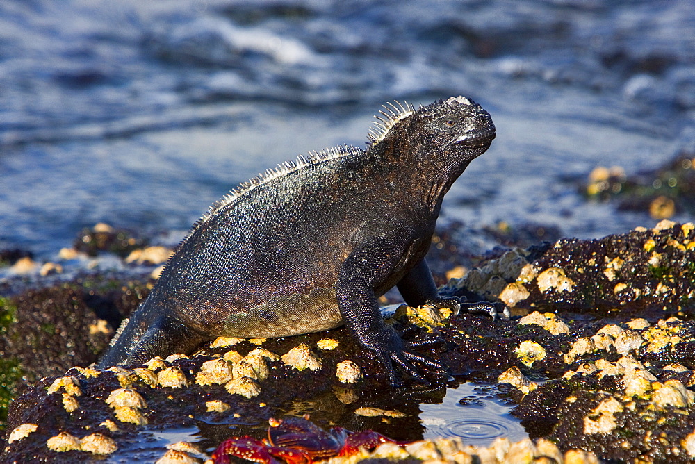 The endemic Galapagos marine iguana (Amblyrhynchus cristatus) in the Galapagos Island Archipelago, Ecuador