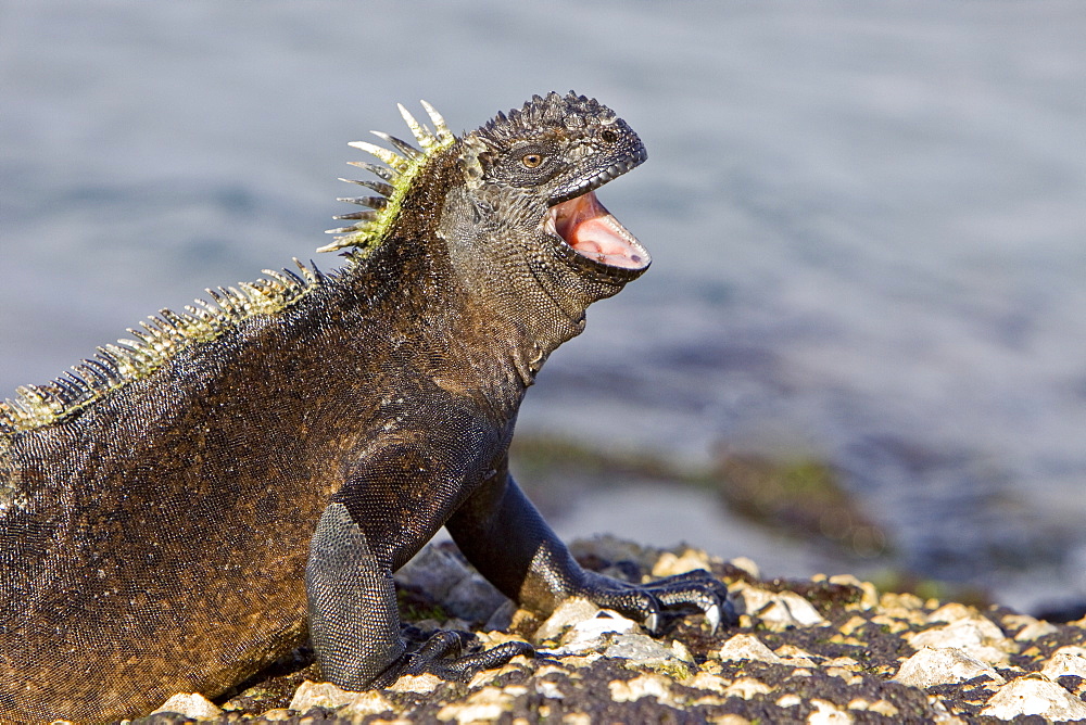 The endemic Galapagos marine iguana (Amblyrhynchus cristatus) in the Galapagos Island Archipelago, Ecuador