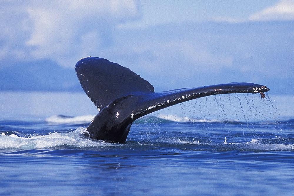 Humpback Whale (Megaptera novaeangliae)