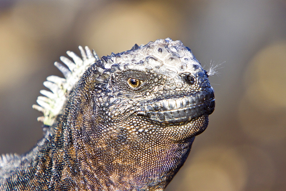 The endemic Galapagos marine iguana (Amblyrhynchus cristatus) in the Galapagos Island Archipelago, Ecuador