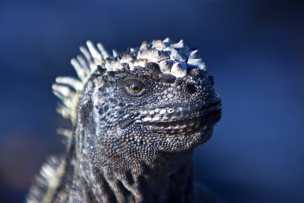 The endemic Galapagos marine iguana (Amblyrhynchus cristatus) in the Galapagos Island Archipelago, Ecuador