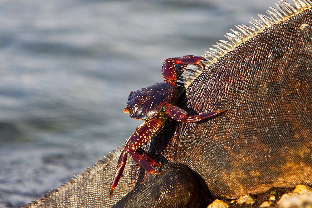 The endemic Galapagos marine iguana (Amblyrhynchus cristatus) with Sally lightfoot crab in the Galapagos Island Archipeligo, Ecuador