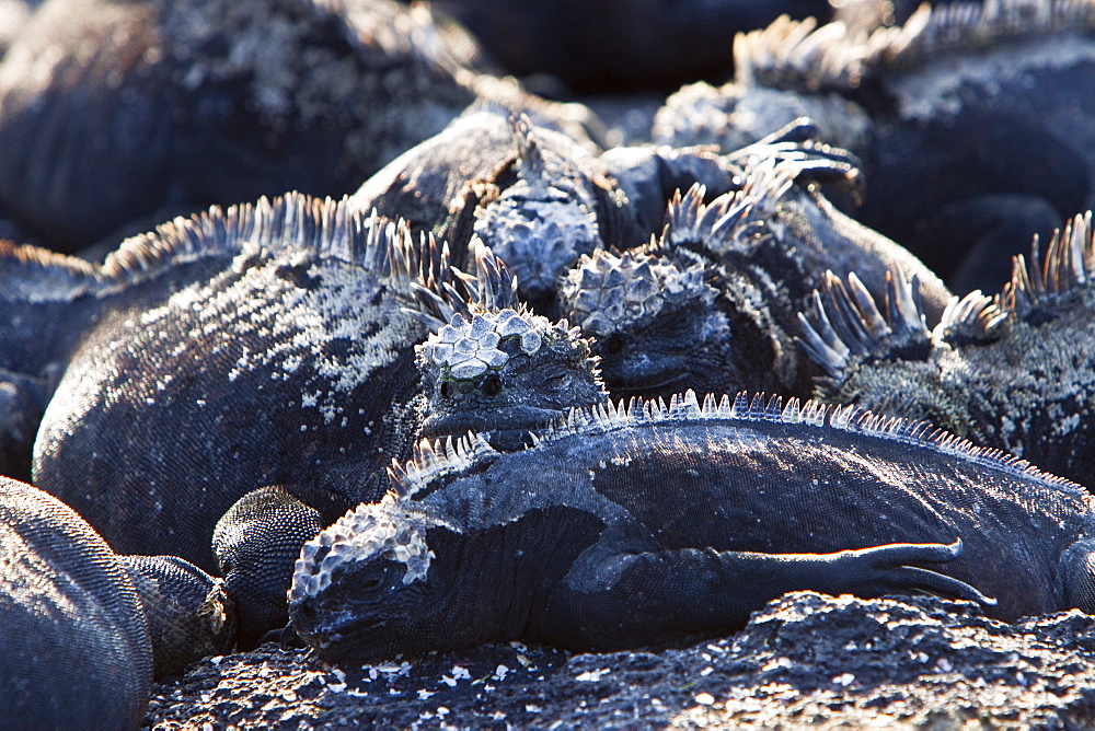 The endemic Galapagos marine iguana (Amblyrhynchus cristatus) in the Galapagos Island Archipelago, Ecuador