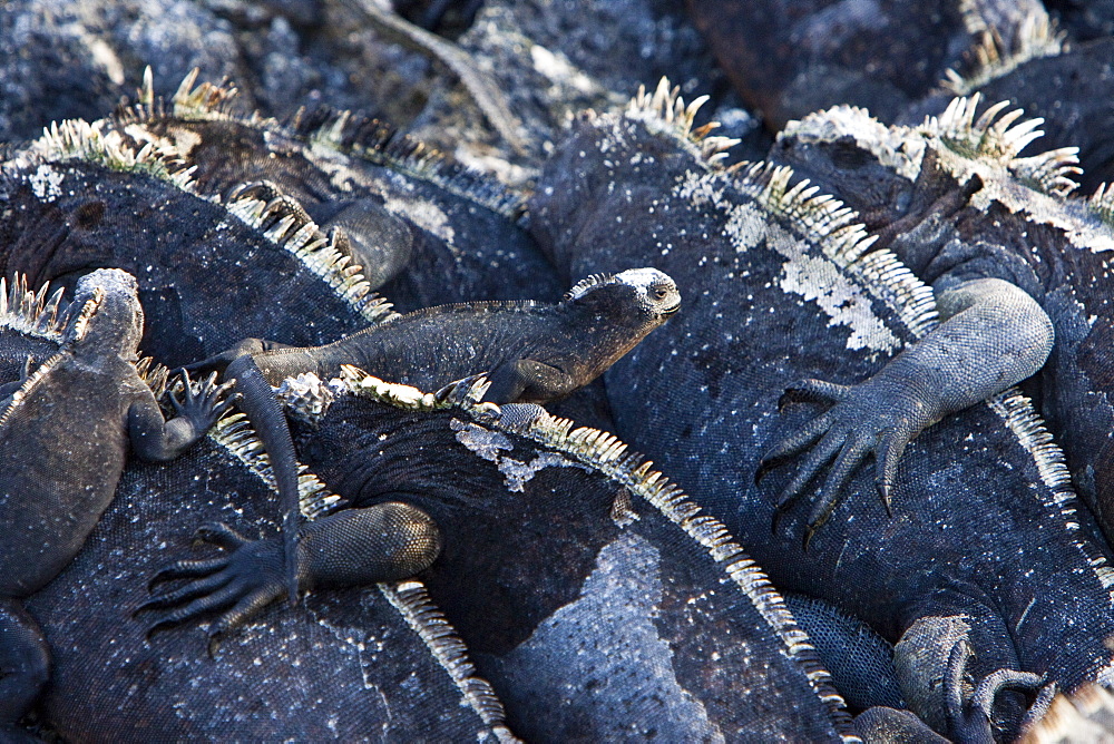 The endemic Galapagos marine iguana (Amblyrhynchus cristatus) in the Galapagos Island Archipelago, Ecuador