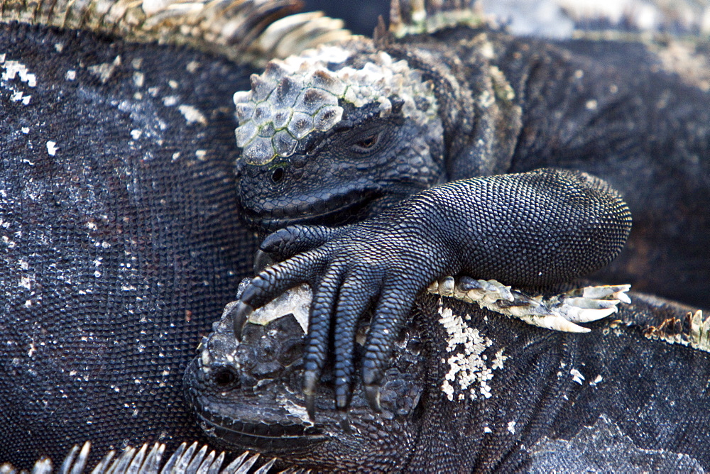 The endemic Galapagos marine iguana (Amblyrhynchus cristatus) in the Galapagos Island Archipelago, Ecuador