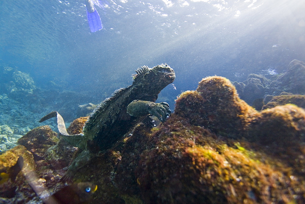 The endemic Galapagos marine iguana (Amblyrhynchus cristatus) feeding underwater in the Galapagos Island Archipeligo, Ecuador