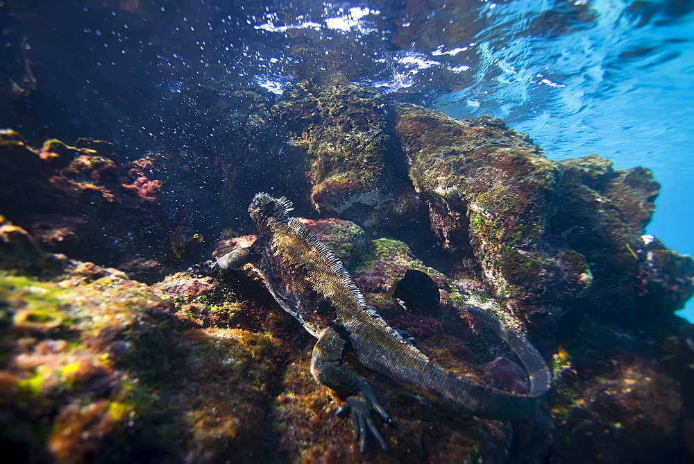 The endemic Galapagos marine iguana (Amblyrhynchus cristatus) feeding underwater in the Galapagos Island Archipeligo, Ecuador