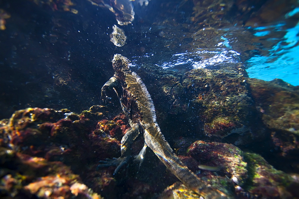 The endemic Galapagos marine iguana (Amblyrhynchus cristatus) feeding underwater in the Galapagos Island Archipeligo, Ecuador