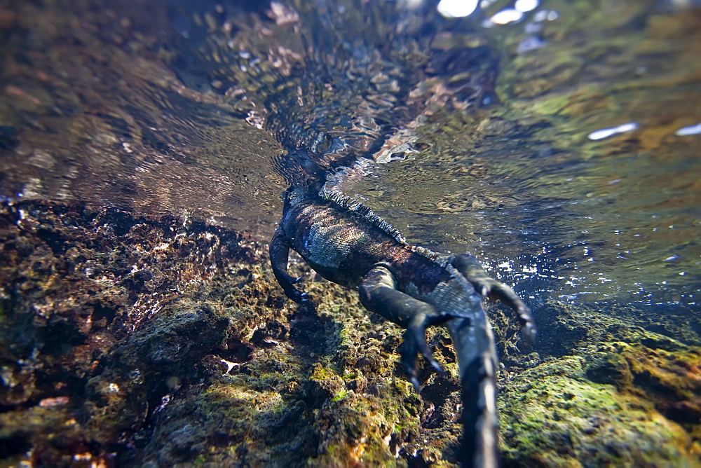 The endemic Galapagos marine iguana (Amblyrhynchus cristatus) feeding underwater in the Galapagos Island Archipeligo, Ecuador