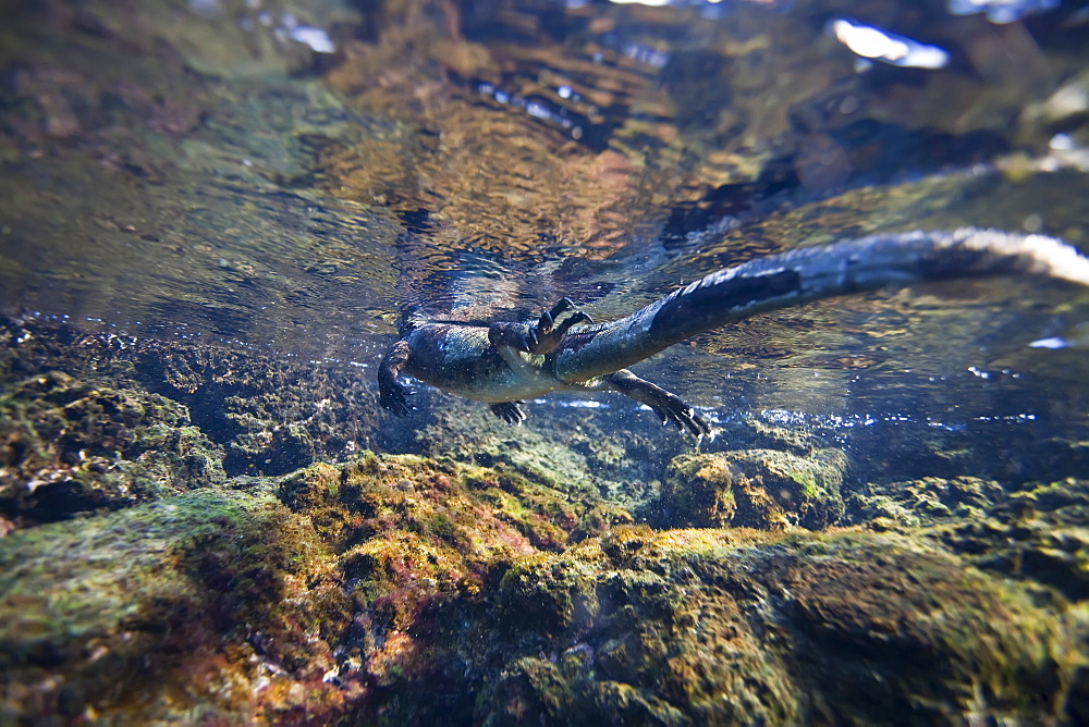 The endemic Galapagos marine iguana (Amblyrhynchus cristatus) feeding underwater in the Galapagos Island Archipeligo, Ecuador